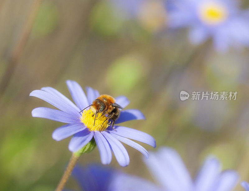 紫色雏菊中的Osmia caerulescens